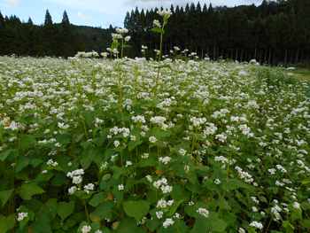満開の蕎麦の花