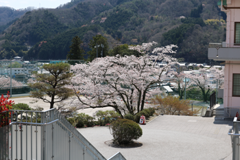 学内の桜