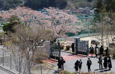 桜も綺麗に咲いています